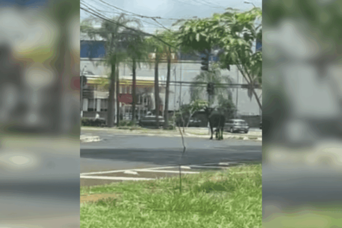 touro-e-flagrado-passeando-por-avenidas-do-interior-de-sao-paulo