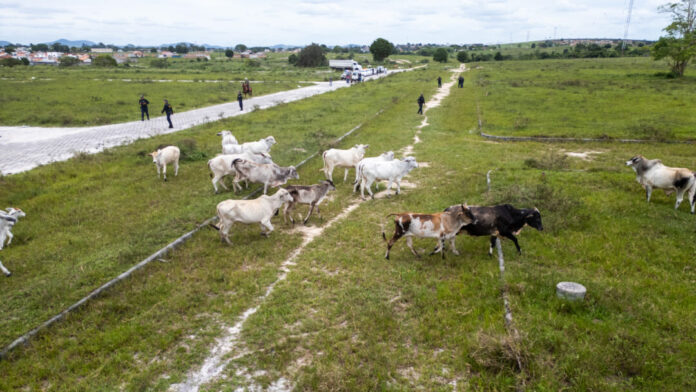 apreensao-de-animais:-municipio-reforca-seguranca-e-alerta-sobre-penalidades-a-proprietarios