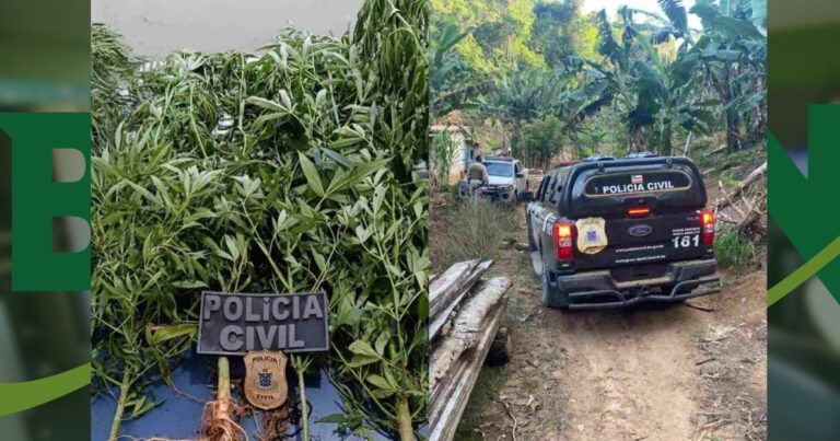 policia-apreende-plantacao-de-maconha-no-extremo-sul-da-bahia