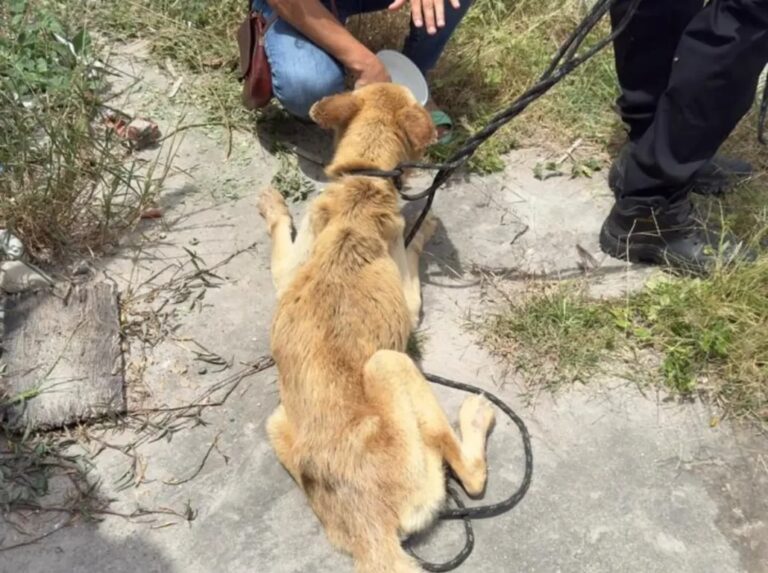 mulher-e-presa-por-maus-tratos-a-cao-encontrado-em-estado-grave-em-feira