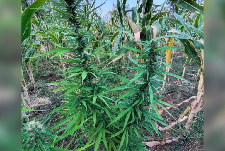 mais-de-20-mil-pes-de-maconha-sao-erradicados-em-curaca
