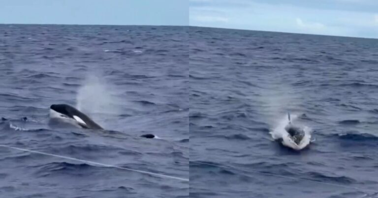 video:-influenciador-filma-passagem-de-orcas-pelo-litoral-de-ilheus-no-sul-da-bahia
