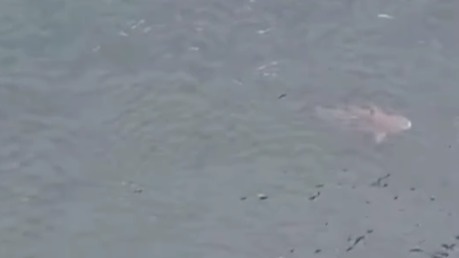 video:-tubaroes-sao-avistados-mais-uma-vez-nas-proximidades-da-baia-de-todos-os-santos,-agora-na-ponte-do-funil