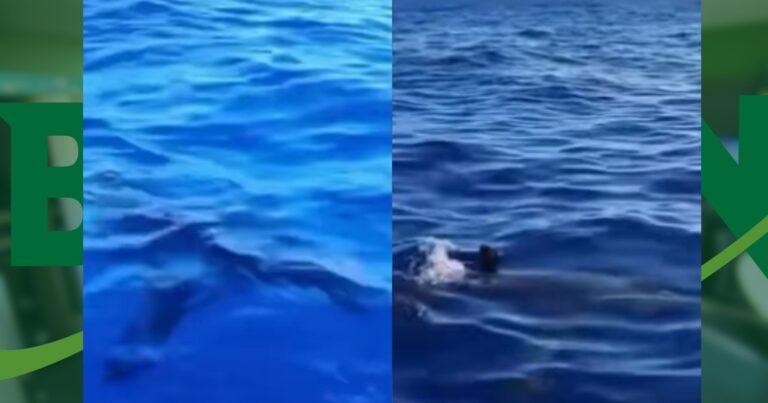 video:-pescadores-sao-cercados-por-tubarao-no-litoral-sul-da-bahia