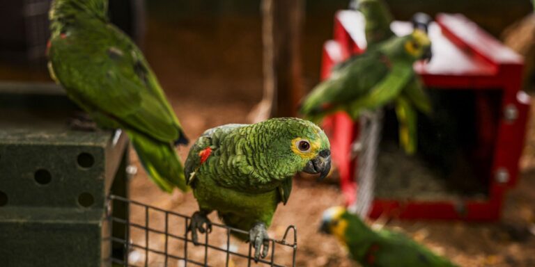 justica-condena-a-prisao-sete-integrantes-da-maior-rede-de-trafico-de-aves-do-pais