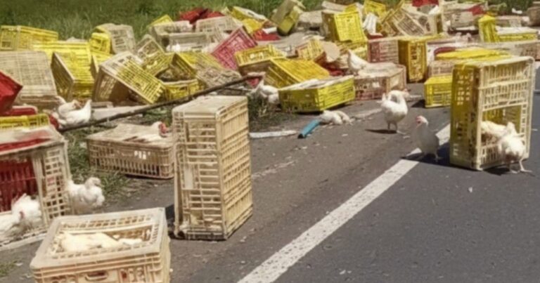 acidente-com-caminho-com-frangos-termina-em-uma-morte-na-br-101-no-reconcavo-baiano