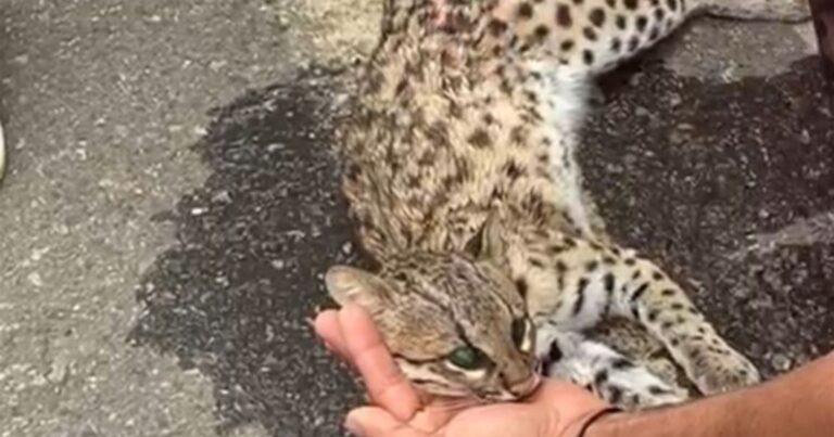 jaguatirica-morre-apos-ser-atropelada-na-br-420-no-vale-do-jiquirica