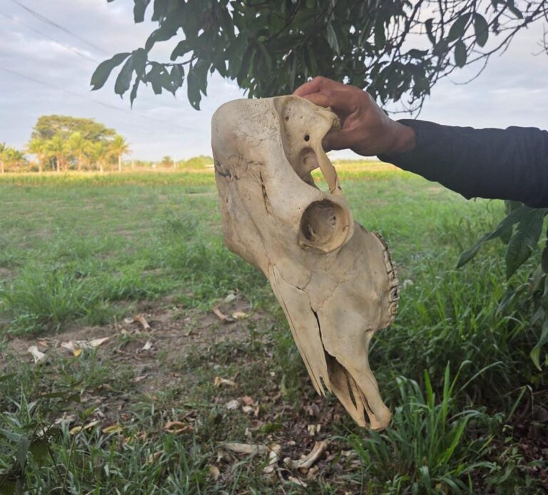 operacao-prende-6-em-porto-seguro-e-desarticula-esquema-de-furto-e-abate-clandestino-de-gado