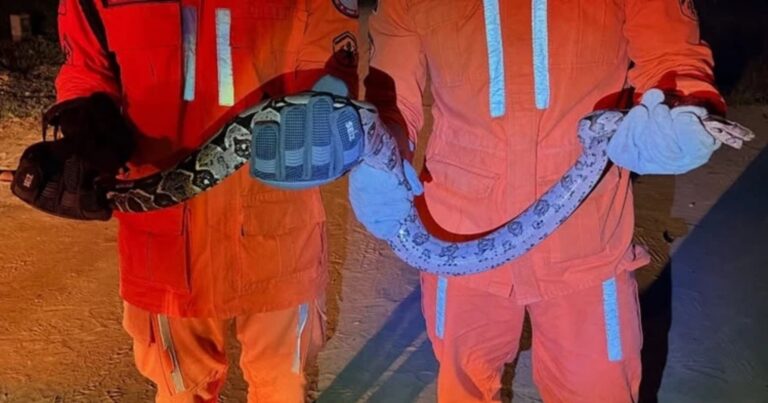 bombeiros-resgatam-jiboia-de-1,5-metro-em-loteamento-de-bom-jesus-da-lapa