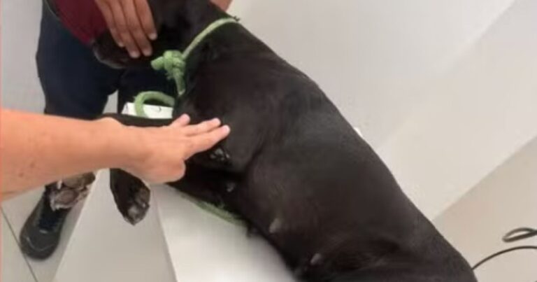 cachorro-morre-e-outro-fica-em-estado-grave-apos-serem-baleados-em-zona-rural-de-serrinha