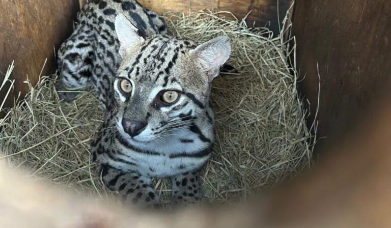jaguatirica-resgatada-com-queimaduras-graves-e-reabilitada-e-devolvida-a-natureza-no-interior-da-bahia