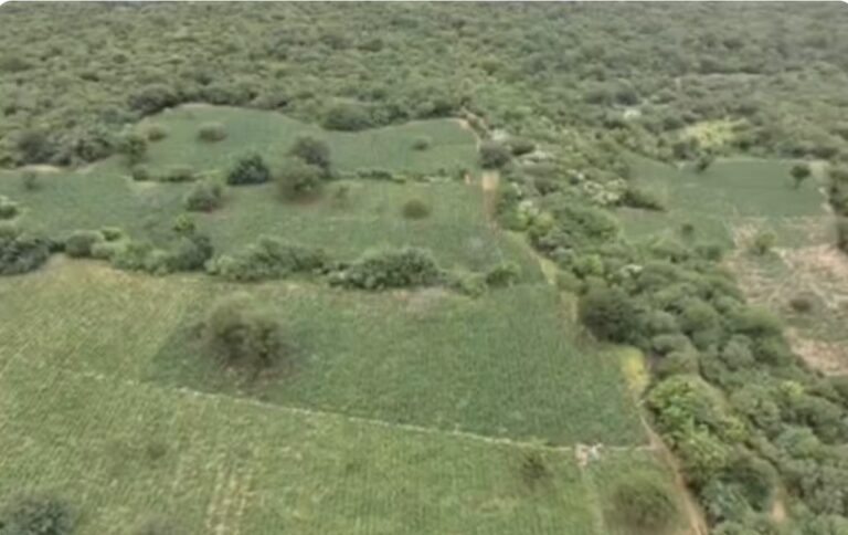 policia-encontra-plantacao-de-maconha-com-tecnologia-de-irrigacao-e-energia-solar-na-bahia