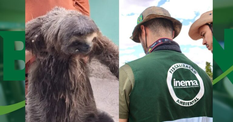 inema-resgata-bicho-preguica-em-campus-do-ifba-em-porto-seguro