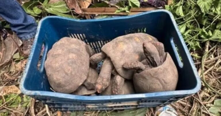 cerca-de-100-jabutis-sao-resgatados-em-casa-abandonada-no-interior-baiano