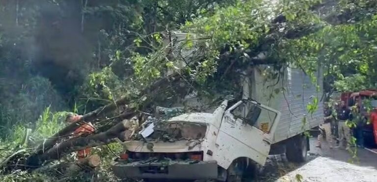 arvore-cai-em-caminhao-e-causa-morte-de-duas-pessoas-na-br-415,-em-itabuna;-rodovia-foi-interditada