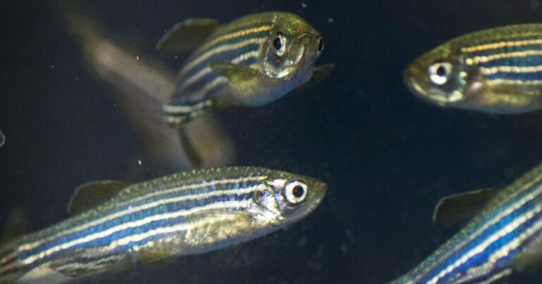 cientistas-da-ufrb-de-amargosa-descobrem-novo-potencial-analgesico-em-estudo-com-peixe-zebra