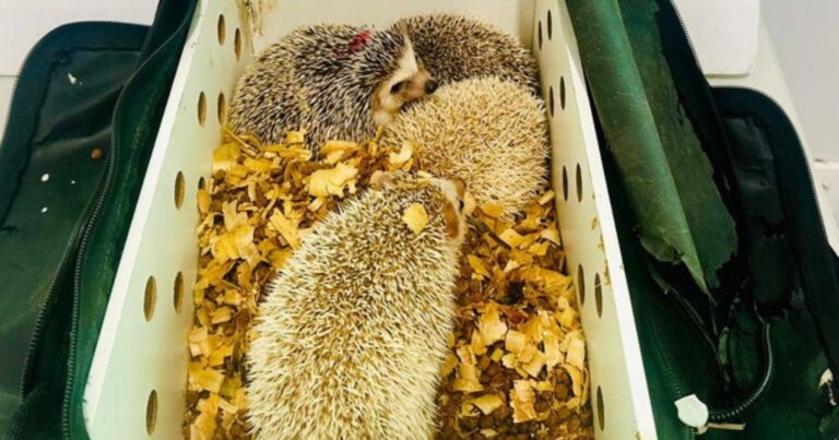 prf-apreende-ouricos-pigmeus-africanos-em-onibus-na-bahia;-animais-seriam-vendidos-por-r$-1,8-mil