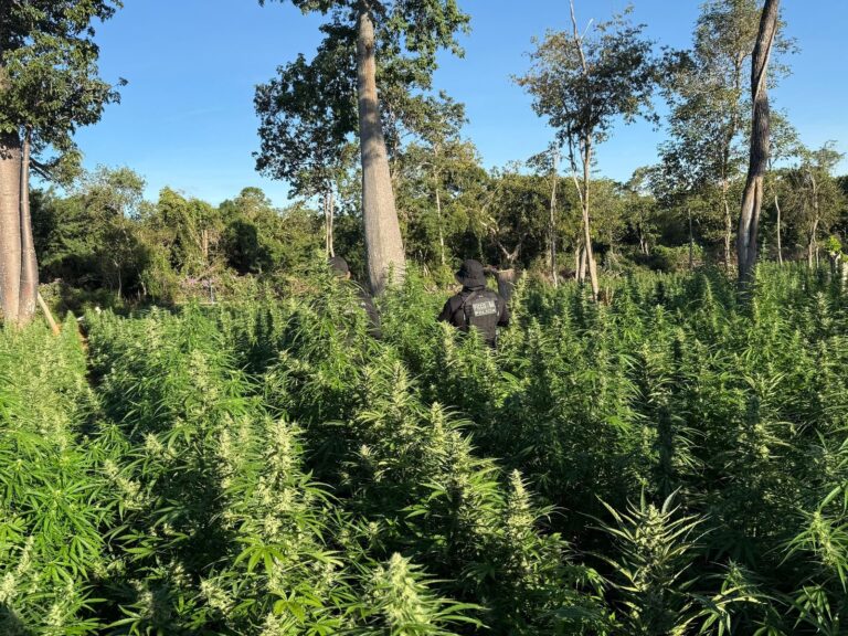 operacao-policial-encontra-50-mil-pes-de-maconha-no-oeste-da-bahia