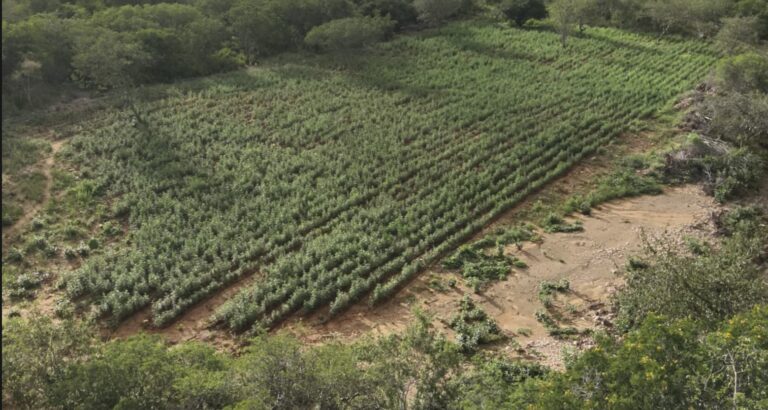 video:-em-macurure,-na-bahia,-operacao-integrada-destroi-125-mil-pes-de-maconha-e-prende-suspeito