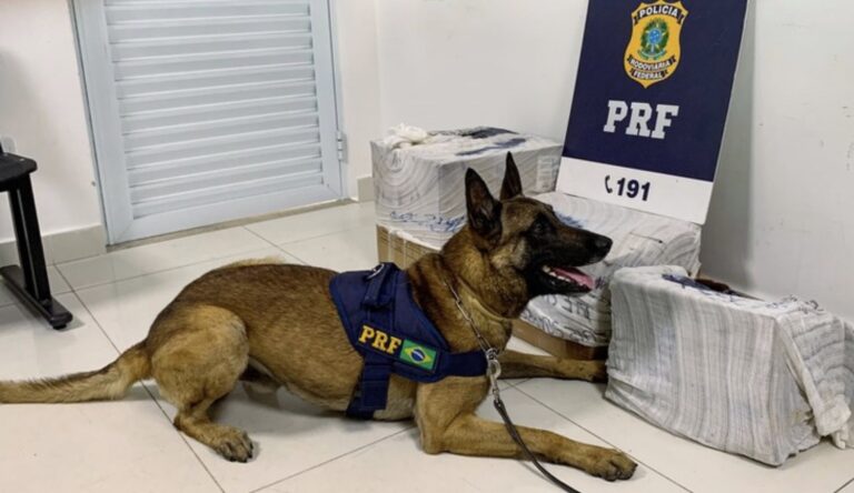 cao-farejador-encontra-arma,-municoes-e-drogas-na-br-116-em-vitoria-da-conquista