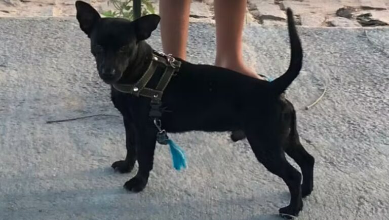 policia-investiga-furto-de-cachorro-em-serrinha;-video-mostra-suspeito-levando-animal