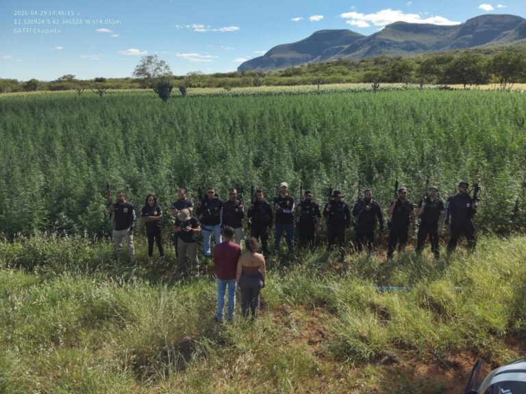 policia-civil-erradica-cultivo-de-300-mil-pes-de-maconha-em-cidade-da-chapada-diamantina