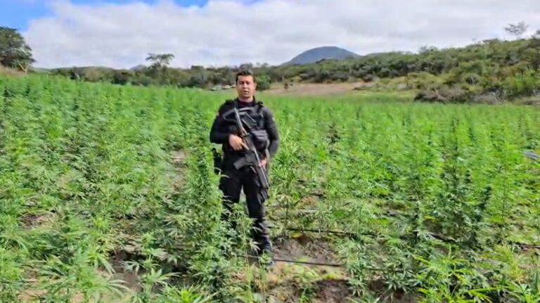 operacao-da-policia-civil-erradica-200-mil-pes-de-maconha-na-regiao-do-velho-chico