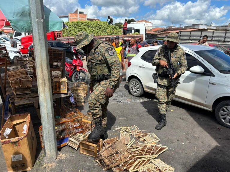 batida-da-pm-em-feiras-livres-resgata-65-animais-silvestres-e-captura-5-suspeitos-em-alagoinhas-e-feira-de-santana