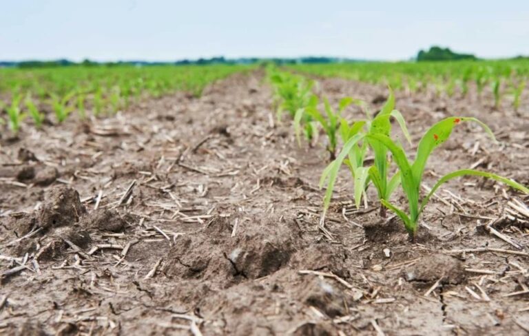 falta-de-chuvas-compromete-producao-agricola-e-preocupa-trabalhadores-rurais-em-feira