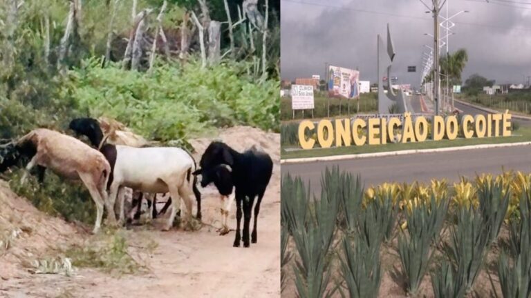 caprinos-sao-resgatados-e-devolvidos-ao-dono-em-conceicao-do-coite