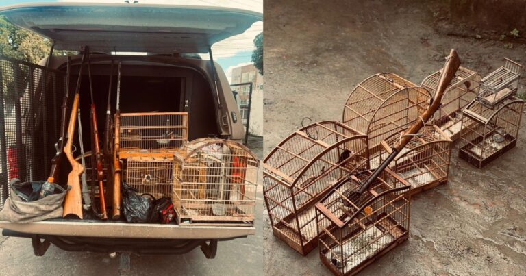 operacao-bioma-apreende-armas-de-fogo-e-resgata-137-aves-silvestres-no-reconcavo-baiano 