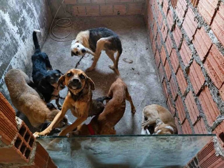 suspeito-de-realizar-eutanasia-irregular-em-caes-e-preso-em-flagrante-em-feira-de-santana