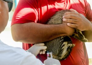 Prefeitura de Alcobaça amplia vacinação animal com ação voltada para cães e gatos nas microáreas 04 e 05 9 WhatsApp Image 2026 05 16 at 09.52.34 2