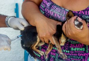 Prefeitura de Alcobaça amplia vacinação animal com ação voltada para cães e gatos nas microáreas 04 e 05 7 WhatsApp Image 2026 05 16 at 09.52.35 1