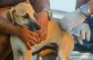 Prefeitura de Alcobaça amplia vacinação animal com ação voltada para cães e gatos nas microáreas 04 e 05 5 WhatsApp Image 2026 05 16 at 09.52.36 2