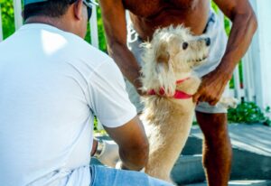 Prefeitura de Alcobaça amplia vacinação animal com ação voltada para cães e gatos nas microáreas 04 e 05 4 WhatsApp Image 2026 05 16 at 09.52.36