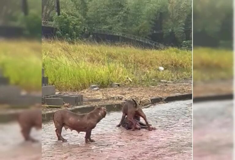 pitbulls-soltos-atacam-e-matam-cachorro-de-rua-na-bahia;-tutor-diz-que-animais-escaparam-de-imovel
