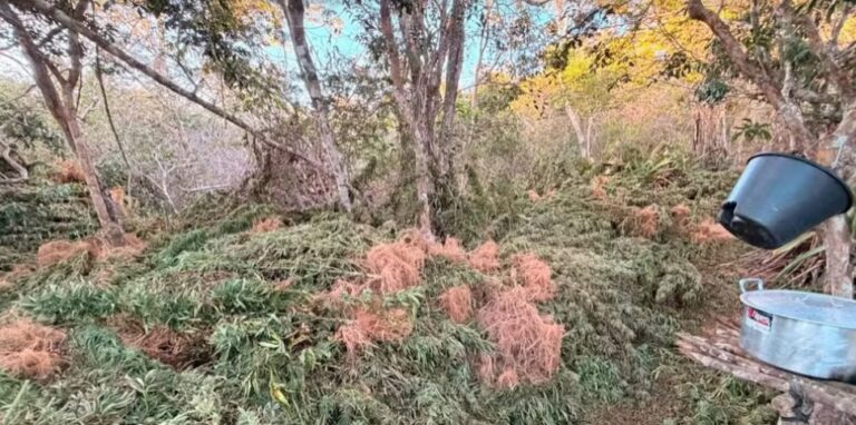 policia-apreende-1,5-tonelada-de-maconha-durante-investigacao-de-homicidios-no-norte-da-chapada-diamantina