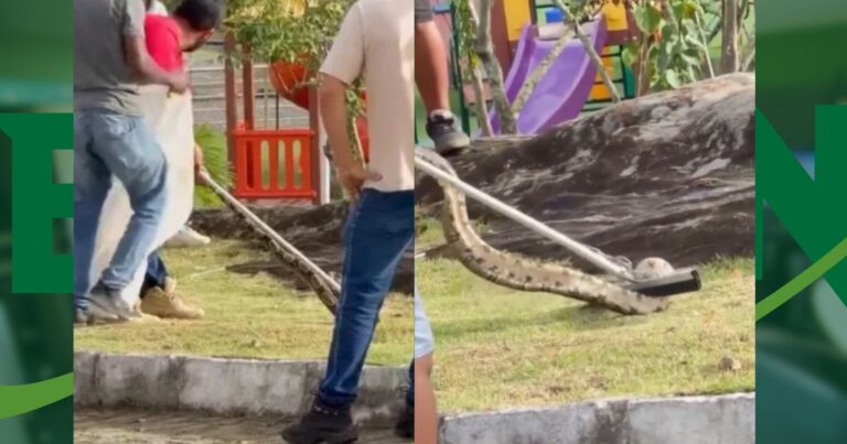 video:-jiboia-e-encontrada-em-area-residencial-e-devolvida-a-natureza-no-vale-do-jiquirica