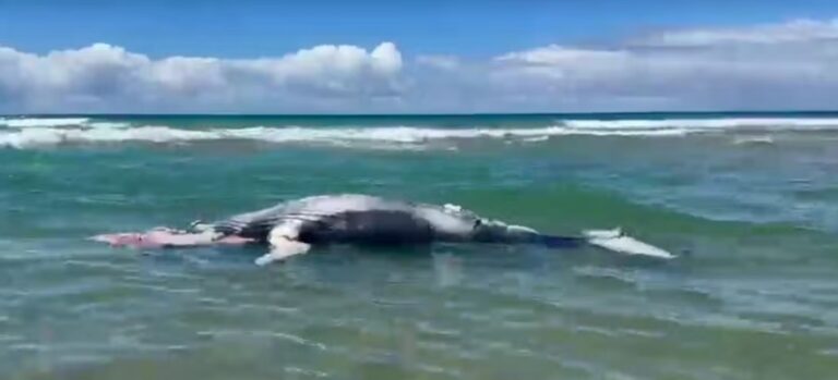 filhote-de-baleia-jubarte-e-achado-morto-em-praia-do-sul-da-bahia
