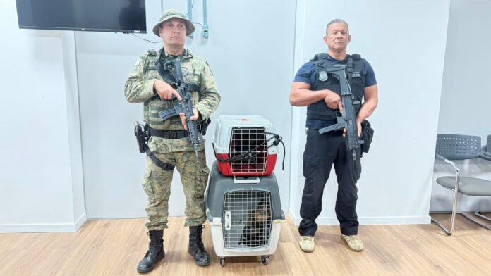 suspeito-e-preso-em-salvador-por-trafico-de-macacos-prego