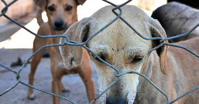 senado-aprova-projeto-que-endurece-penas-por-maus-tratos-a-animais