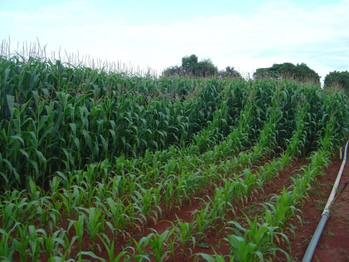 senado-da-aval-a-um-plano-de-fabricacao-de-fertilizantes-no-brasil