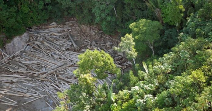 estudo-associa-queda-na-vegetacao-nativa-ao-el-nino-extremo-no-brasil