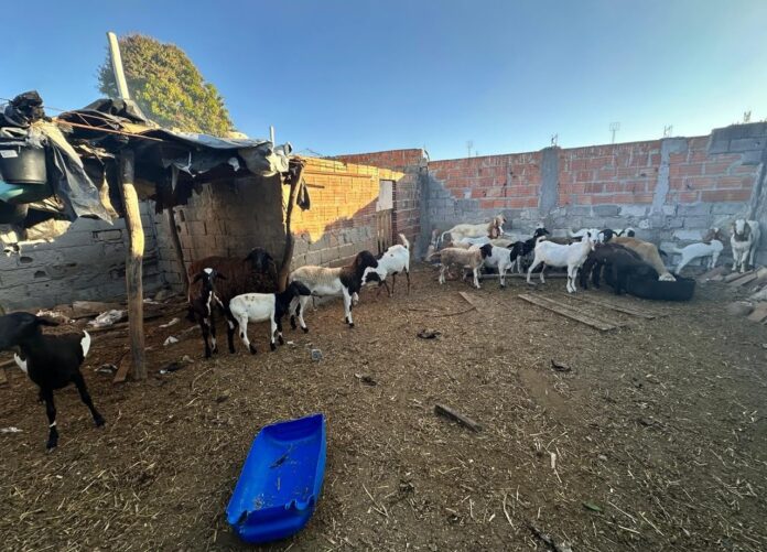 em-pocoes,-homem-e-preso-por-abate-clandestino-de-animais