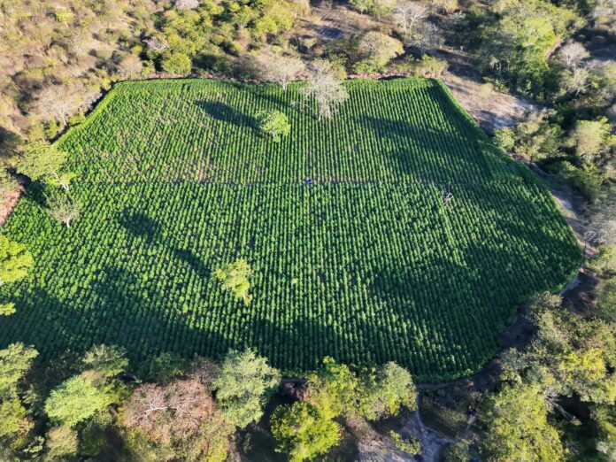 operacao-conjunta-da-pf-e-pm-erradica-35-mil-pes-de-maconha-no-sudoeste-baiano