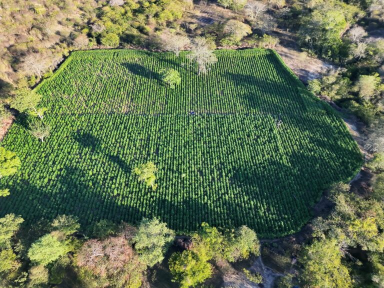 operacao-conjunta-da-pf-e-pm-erradica-35-mil-pes-de-maconha-no-sudoeste-baiano