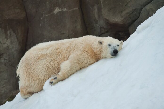 multa-de-r$-25-mil-e-aplicada-a-um-homem-por-acordar-urso-polar-com-buzina