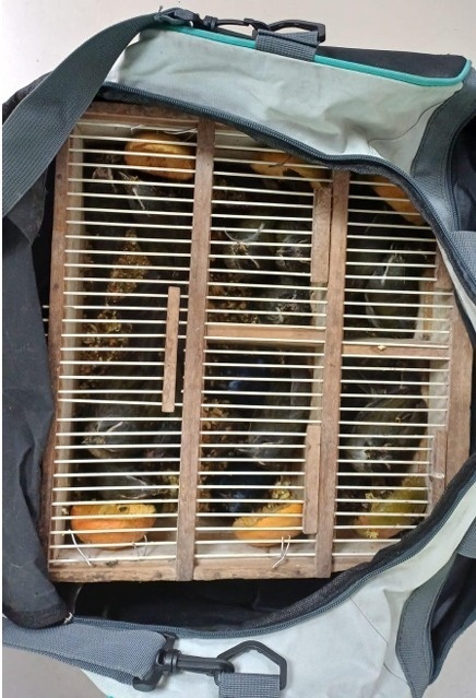 prf-apreende-cocaina-e-resgata-17-aves-em-onibus-no-sudoeste-da-bahia