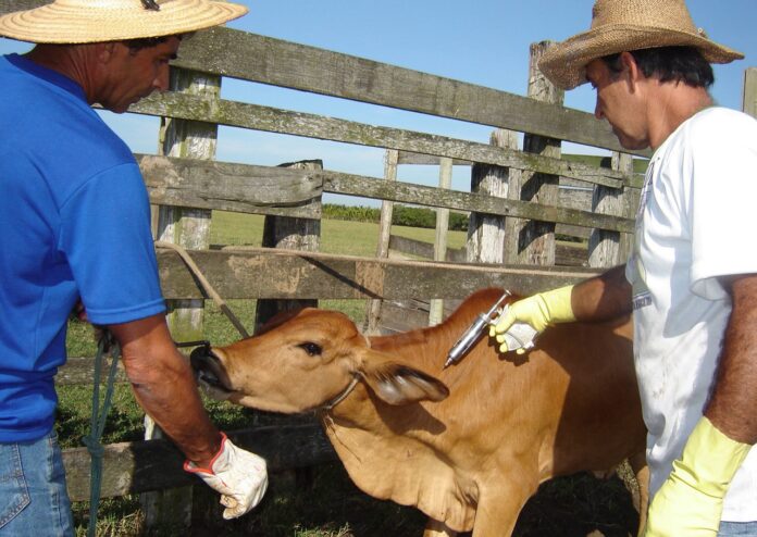 falta-de-vacinas-na-pecuaria-deve-persistir-ate-o-inicio-de-2027,-afirma-sindan
